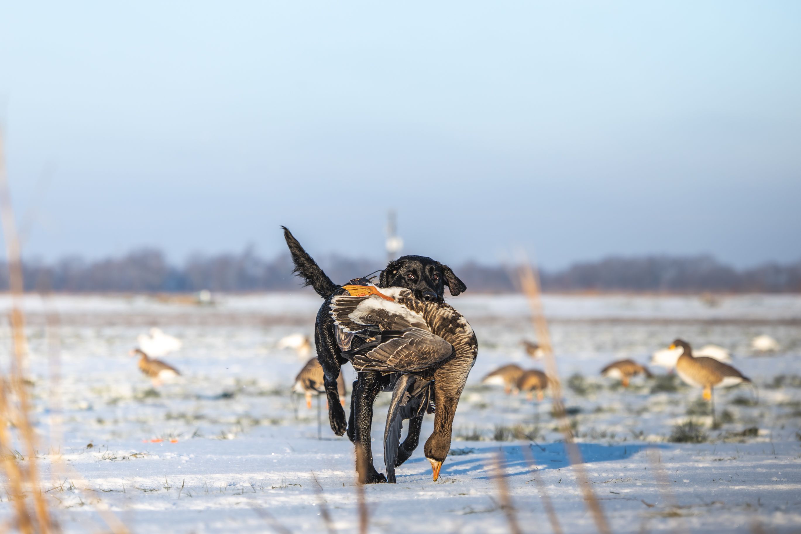 Black retriever carrying a waterfowl bird across a snowy field at Delta Outdoors Co.