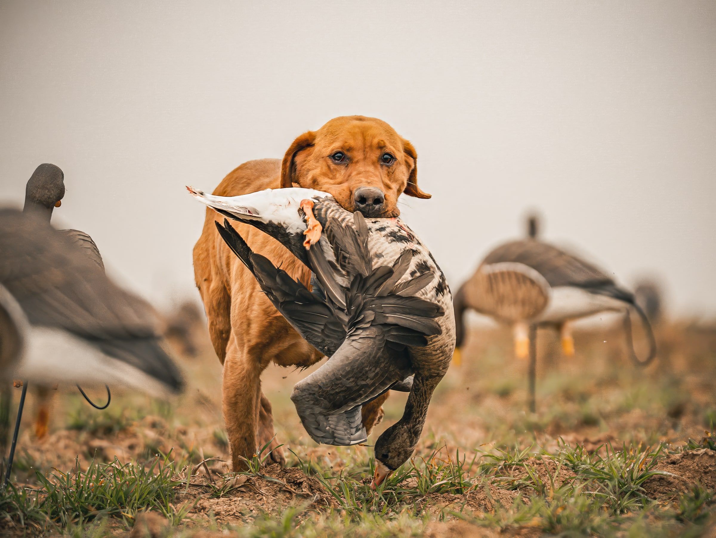 Retriever carrying a specklebelly goose through a decoy spread during an early Delta Outdoors speck hunt.