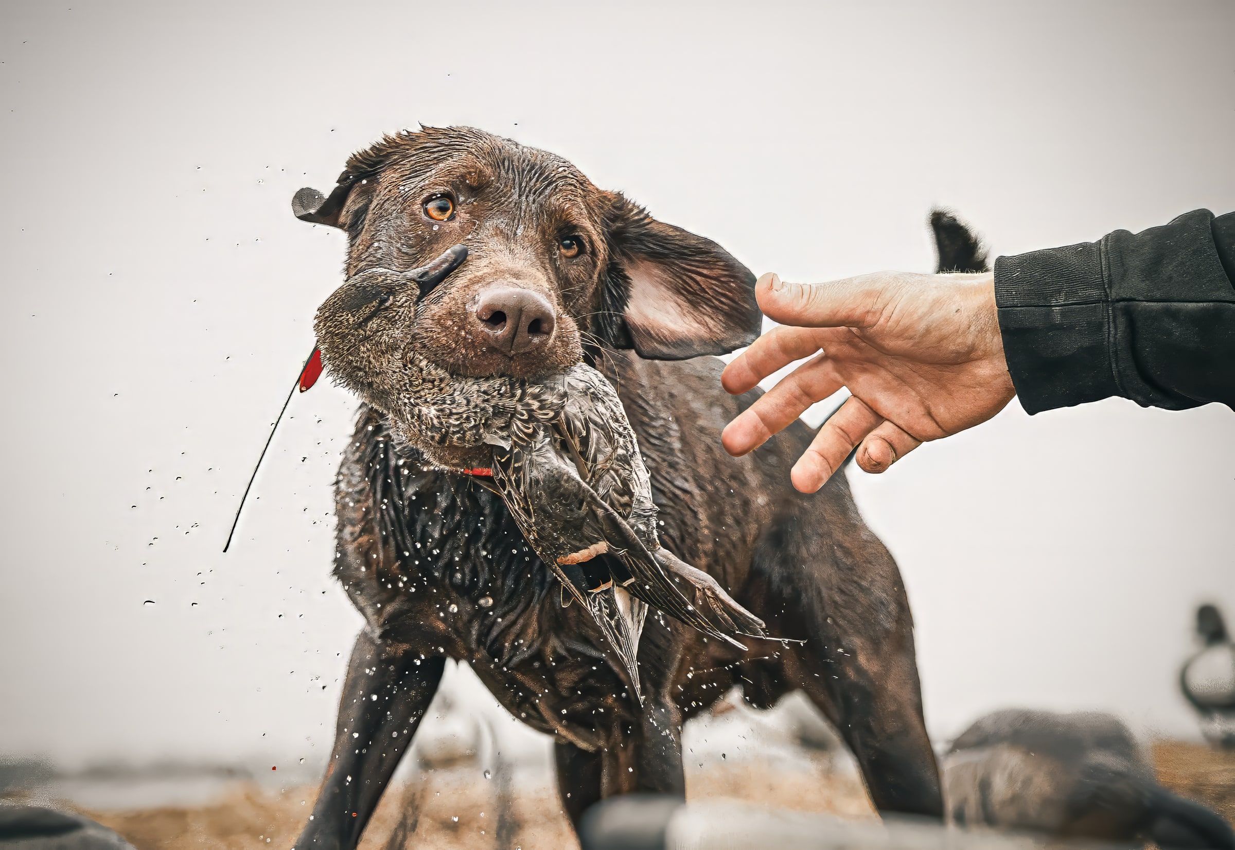 Black retriever returning with ducks through a Delta Outdoors decoy spread.