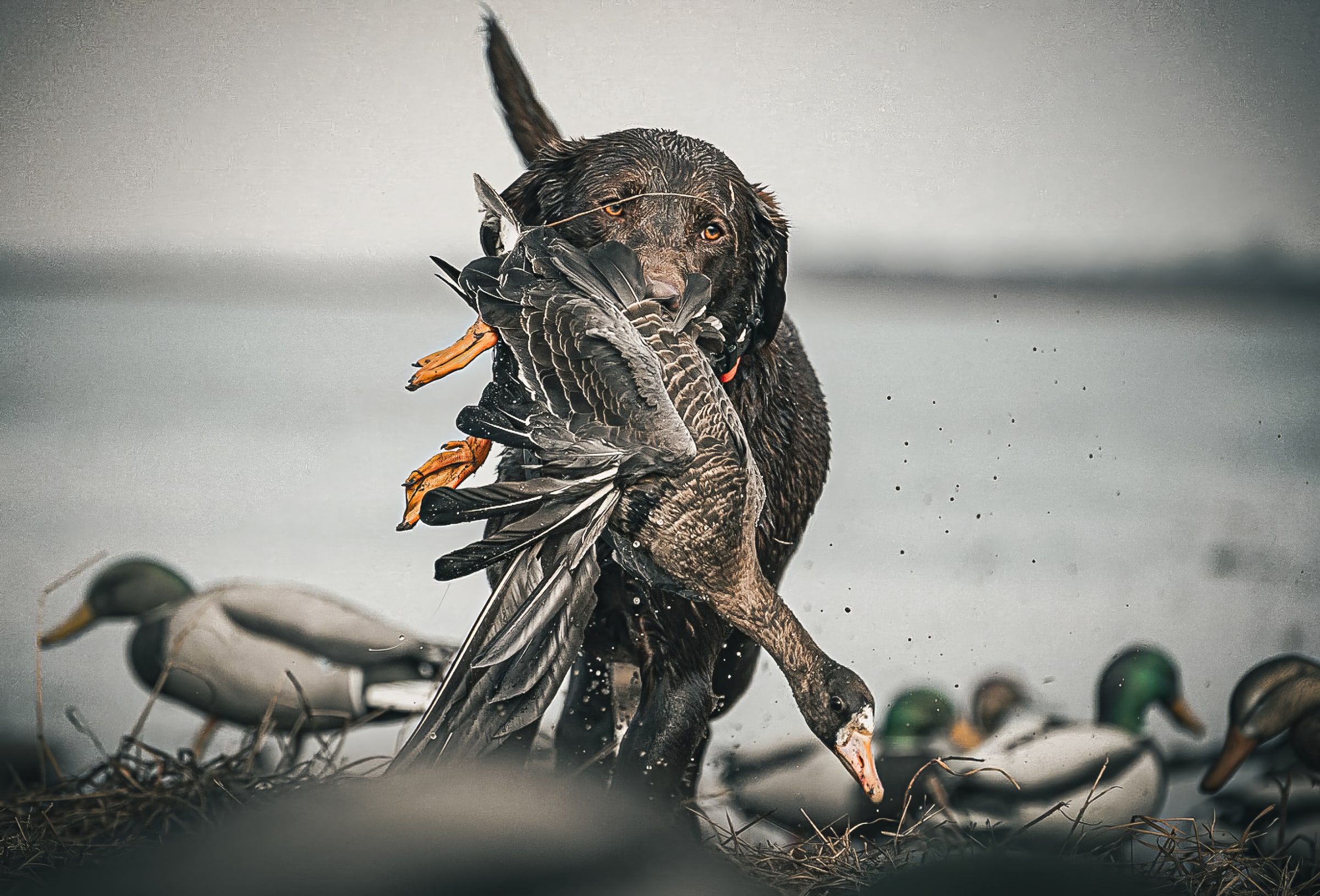 Black retriever carrying a specklebelly goose through field decoys during regular speck season.